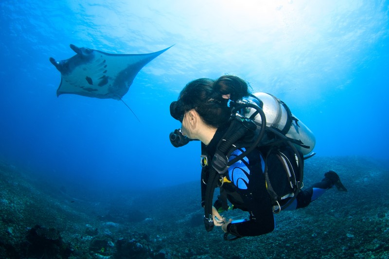 seorang penyelam sedang bermain di bawah air bersama ikan pari manta